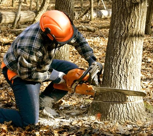 Tree Removal in Menno, SD